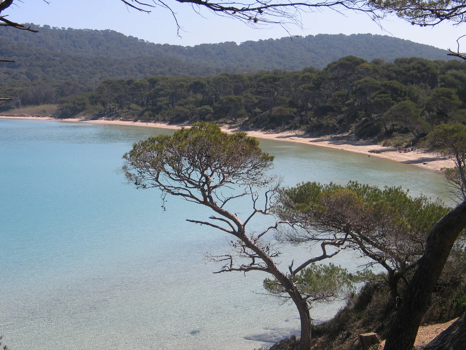 Pins et eaux turquoise de la plage Notre-Dame à Porquerolles